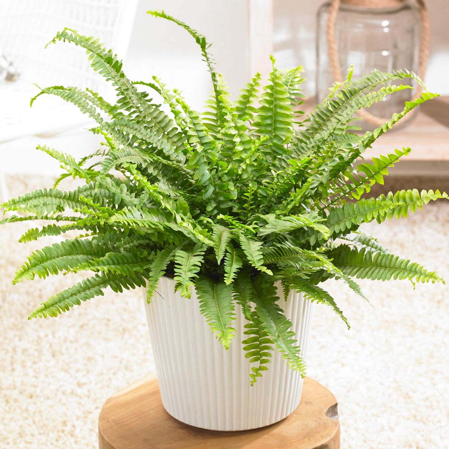 Boston Fern Plant in a 9cm Pot - Perfect Indoor Plant for Beginners - Nephrolepis exaltata (1 Plant)