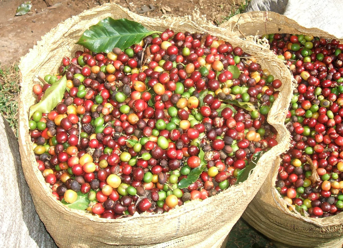 - Moreish Black Goat  | Dark Roast Ground Coffee -