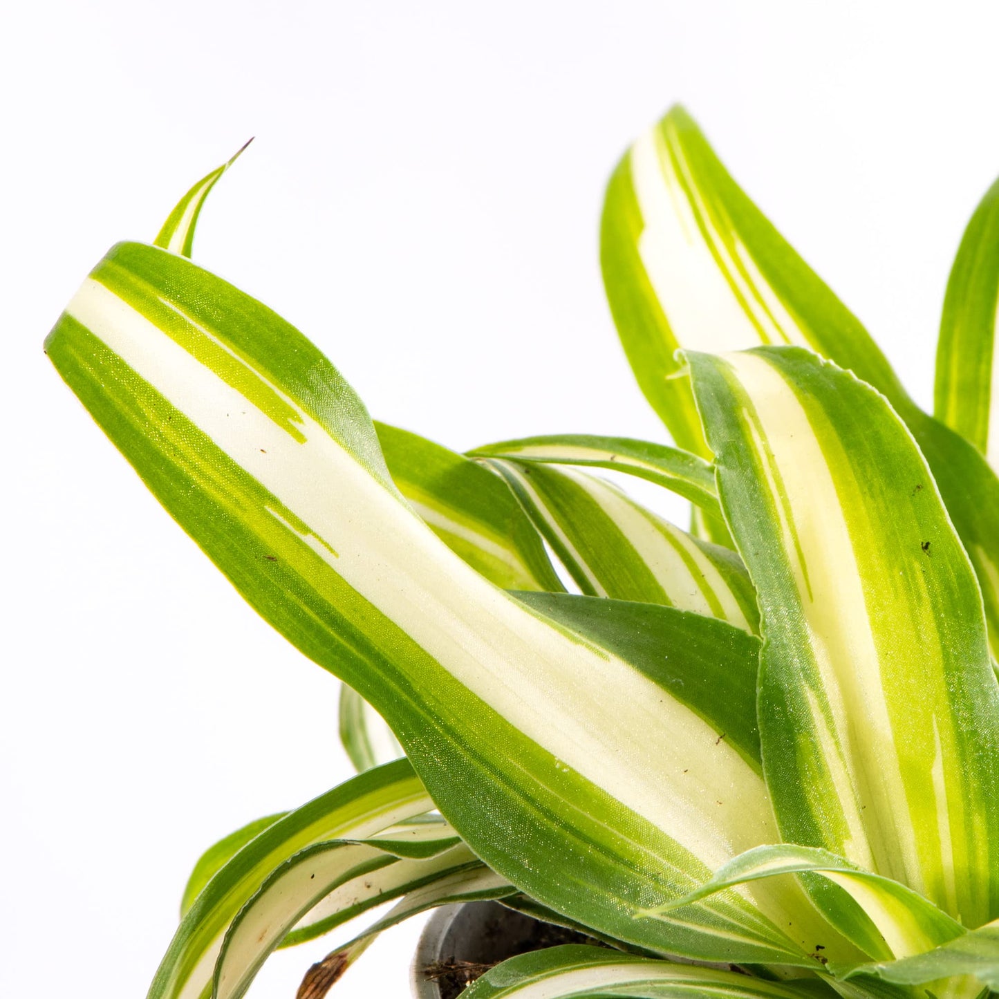 Baby Spider Plant - Chlorophytum Variegatum Small Evergreen Houseplant | Air Purifying Indoor Plant for Home, Office, Kitchen, Bathroom | Grow Your Own Baby Plants