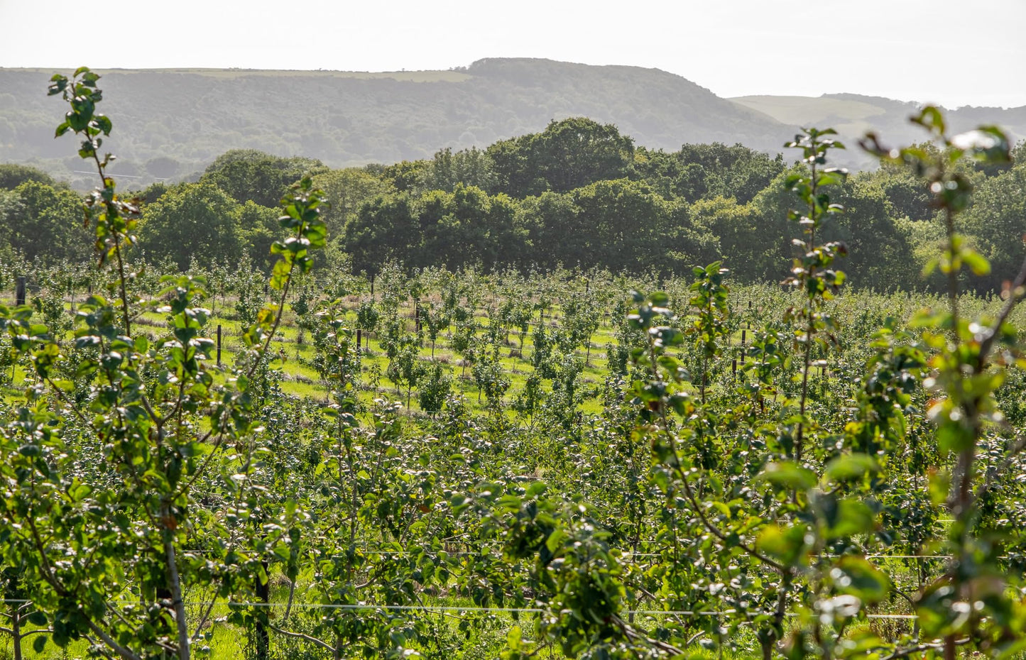 - The Purbeck Cider Company | Muddy Scamp (6.8%) 330ml | Craft Cider Cans -