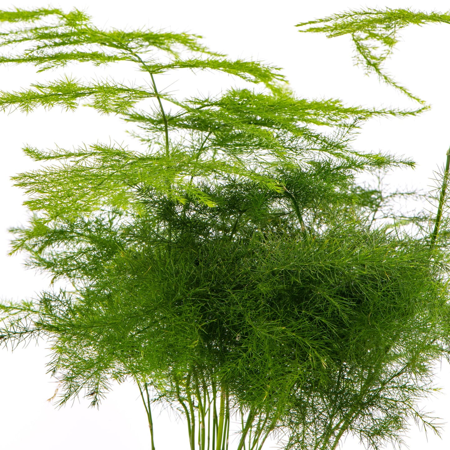 Baby Asparagus Fern Plant - Asparagus Plumosus Small Indoor Evergreen Perennial Houseplant in 6cm Pot | Miniature Plant with Feathery Foliage | for Home and Office | Grow Your Own Baby Plants