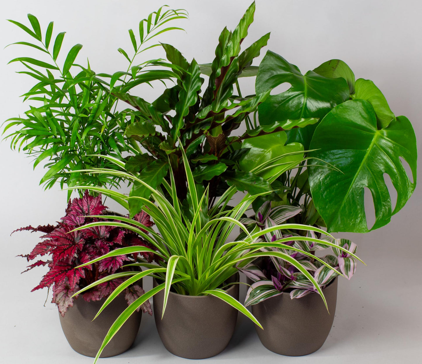 - House Plants Indoor | Mix of 6 Real Indoor Plants in 13cm Pots -