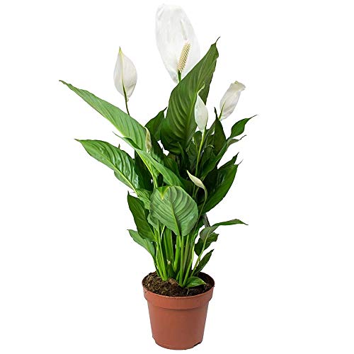 - Spathiphyllum Peace Lily Indoor Plant  | Air-Purifying Houseplant in 9cm Pot -