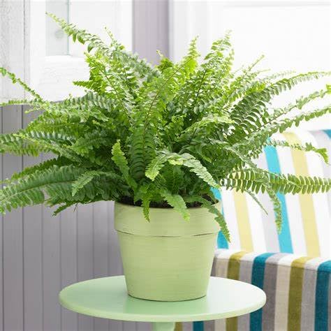 Boston Fern Plant in a 9cm Pot - Perfect Indoor Plant for Beginners - Nephrolepis exaltata (1 Plant)