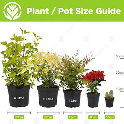 - Spathiphyllum Peace Lily Indoor Plant  | Air-Purifying Houseplant in 9cm Pot -