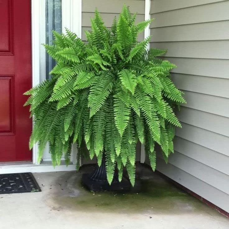 Boston Fern Plant in a 9cm Pot - Perfect Indoor Plant for Beginners - Nephrolepis exaltata (1 Plant)