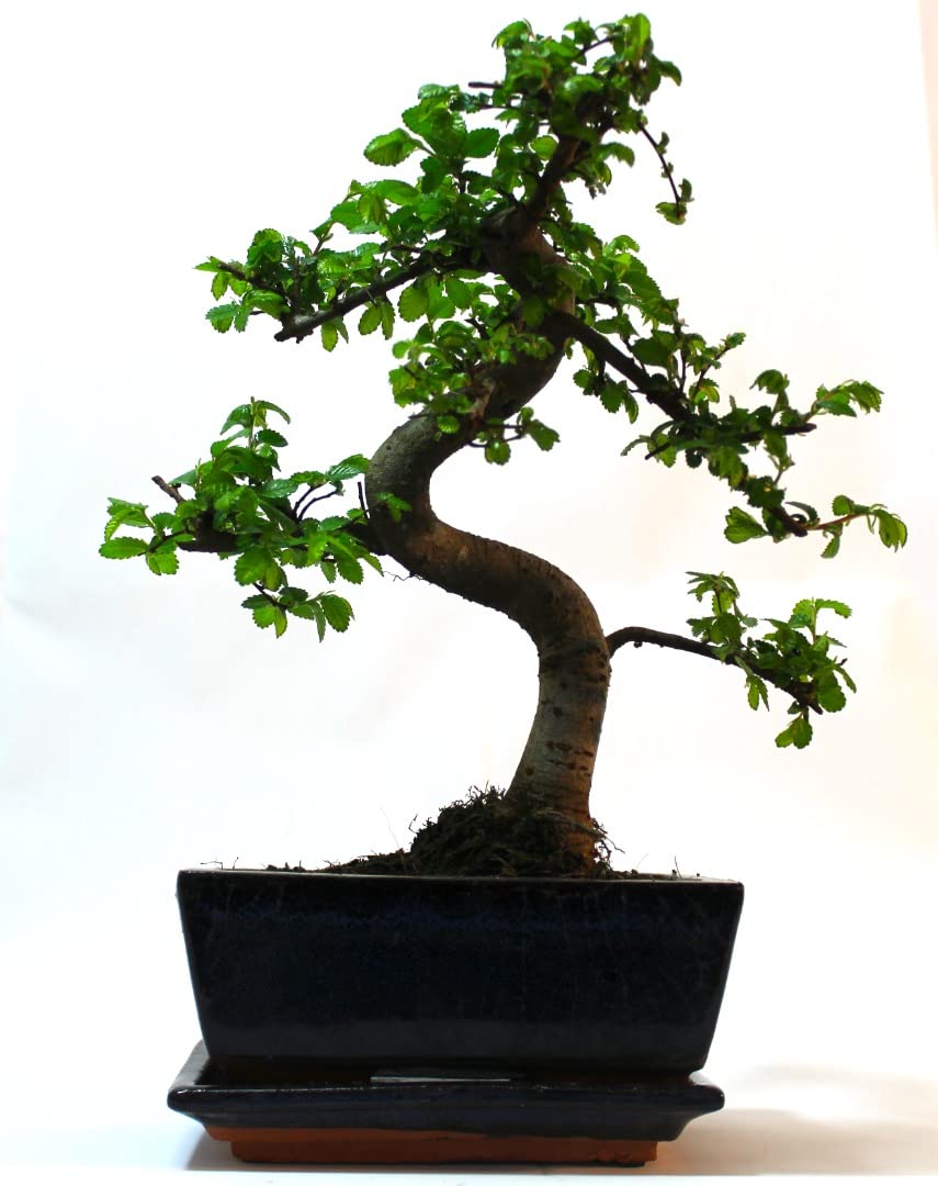 - The Bonsai Plants | Real Live Chinese Elm Bonsai Indoor/Outdoor Tree S Trunk -