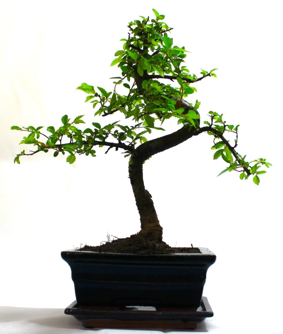 - The Bonsai Plants | Real Live Chinese Elm Bonsai Indoor/Outdoor Tree S Trunk -