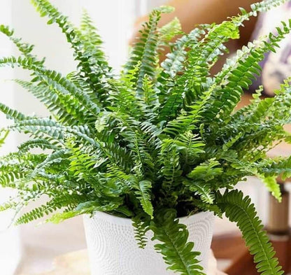 Boston Fern Plant in a 9cm Pot - Perfect Indoor Plant for Beginners - Nephrolepis exaltata (1 Plant)