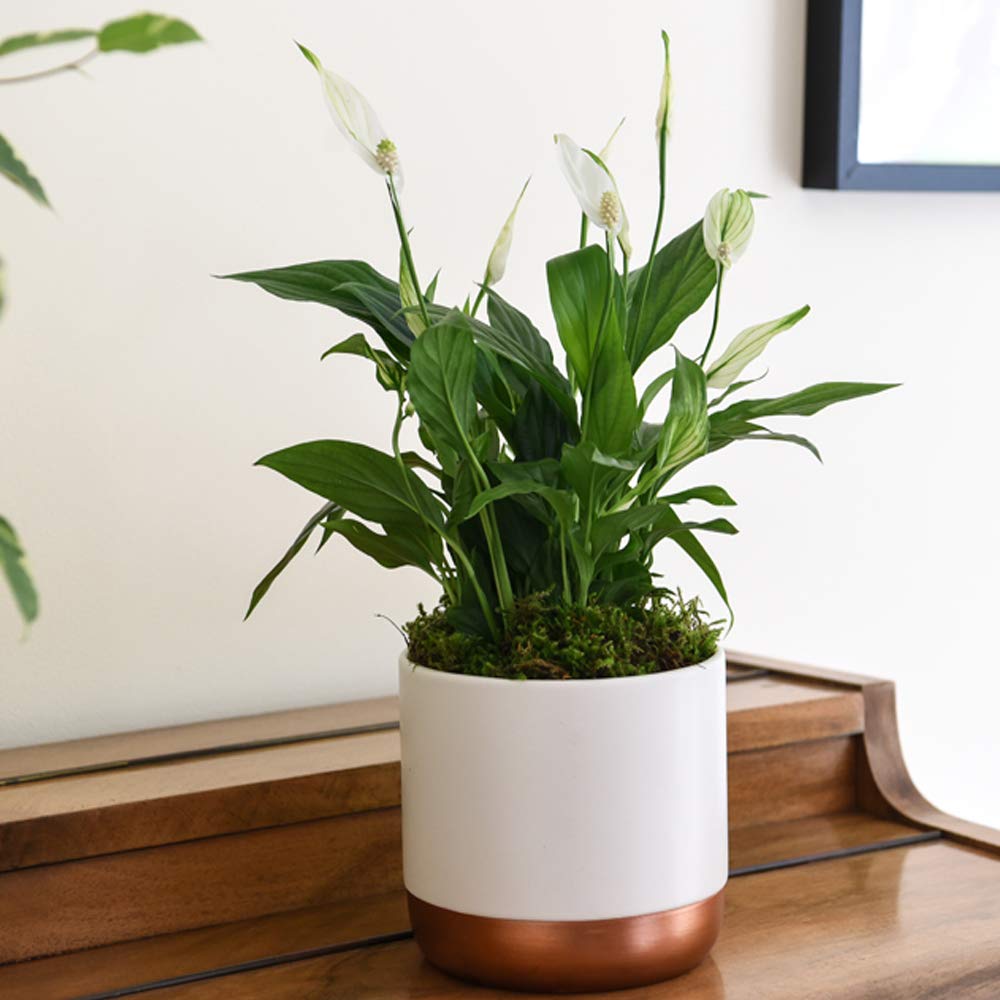 Air Purifying Plant Collection 3 Indoor House Plants Snake Plant, Peace Lily, Spider Plant, Perfect for Cleaning Air at Home in Office, 3X 12cm Pots One of Each by Thompson and Morgan (3)