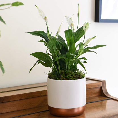 Air Purifying Plant Collection 3 Indoor House Plants Snake Plant, Peace Lily, Spider Plant, Perfect for Cleaning Air at Home in Office, 3X 12cm Pots One of Each by Thompson and Morgan (3)