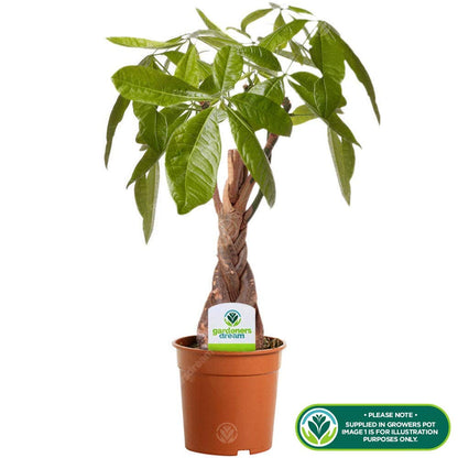 - Pachira Aquatica Tree - Live Premium Potted Indoor Plant | Braided Stem -