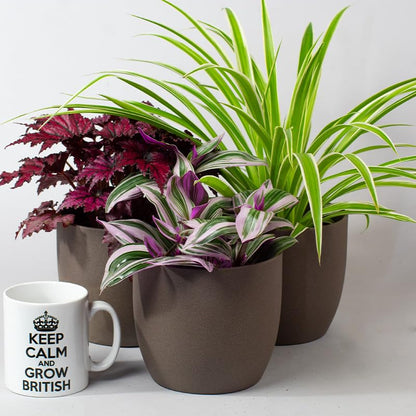 - House Plants Indoor | Mix of 6 Real Indoor Plants in 13cm Pots -