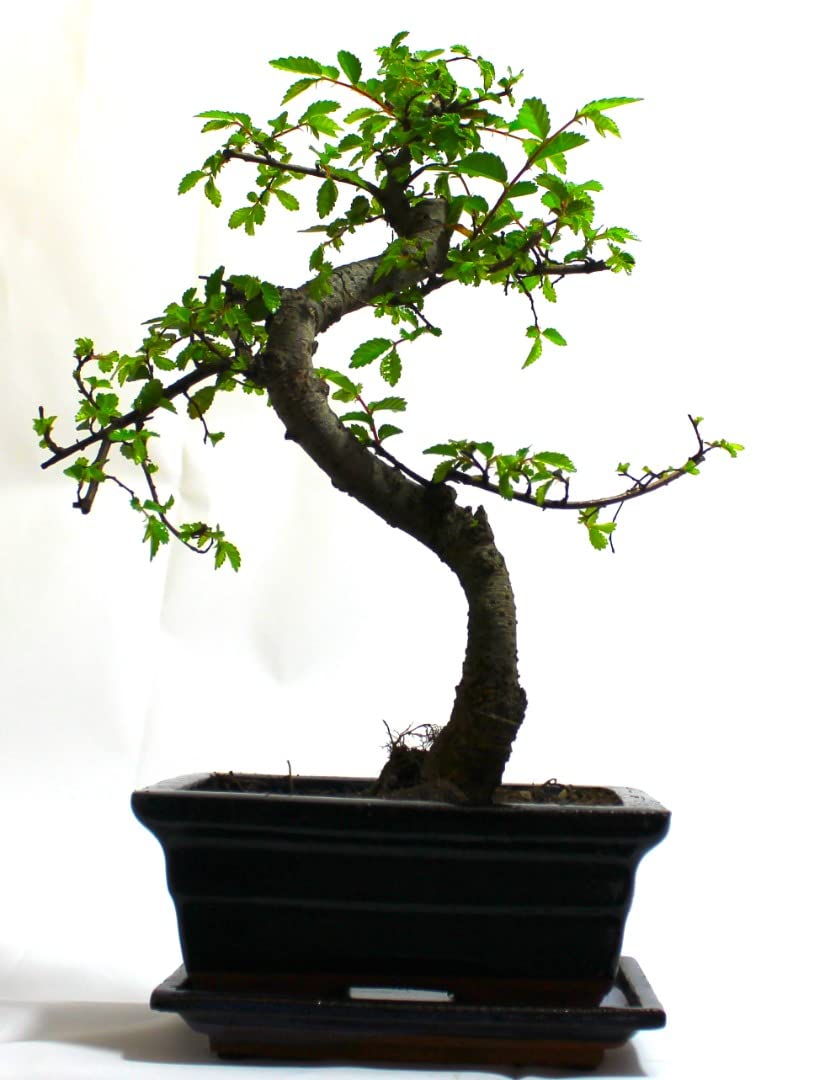 - The Bonsai Plants | Real Live Chinese Elm Bonsai Indoor/Outdoor Tree S Trunk -