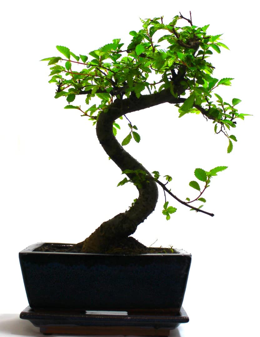 - The Bonsai Plants | Real Live Chinese Elm Bonsai Indoor/Outdoor Tree S Trunk -