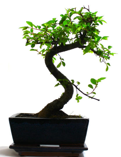 - The Bonsai Plants | Real Live Chinese Elm Bonsai Indoor/Outdoor Tree S Trunk -