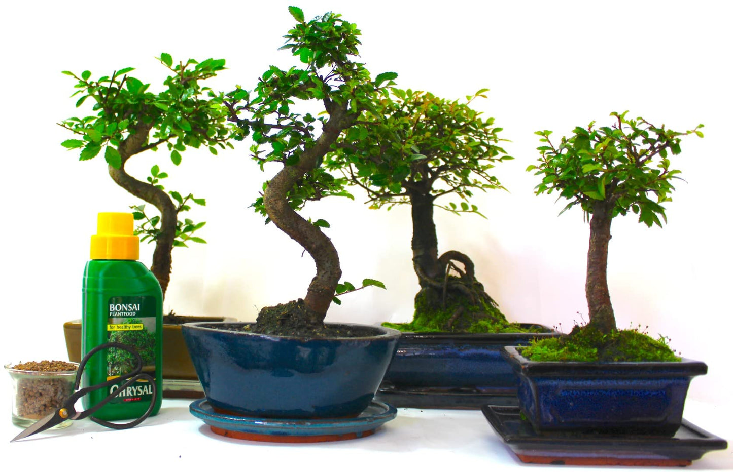 - The Bonsai Plants | Real Live Chinese Elm Bonsai Indoor/Outdoor Tree S Trunk -