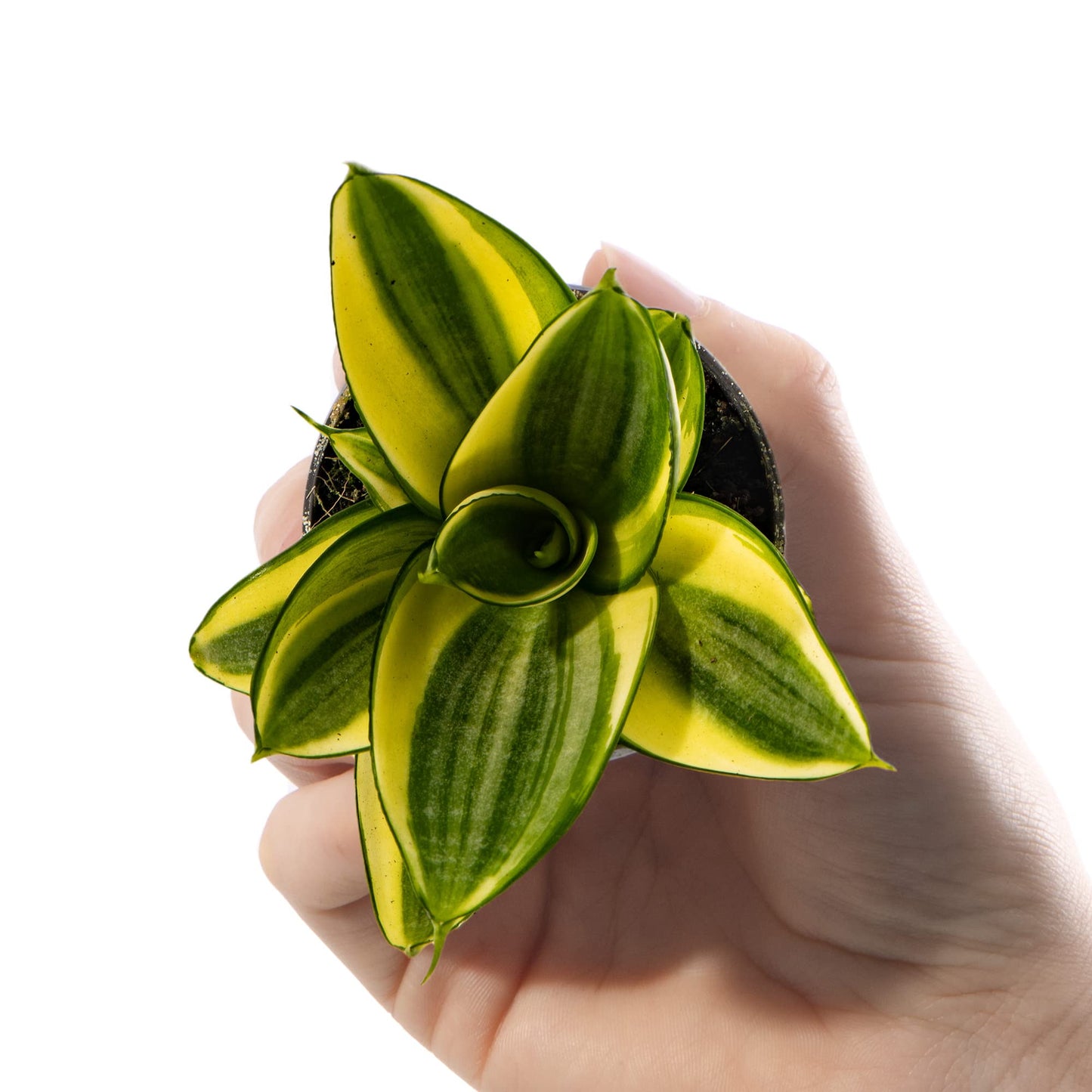 Baby Birds Nest Snake Plant - Sansevieria Golden Hahnii Small Potted Houseplant Gift for Indoor Home Office Kitchen Living Room