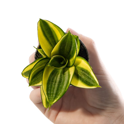 Baby Birds Nest Snake Plant - Sansevieria Golden Hahnii Small Potted Houseplant Gift for Indoor Home Office Kitchen Living Room