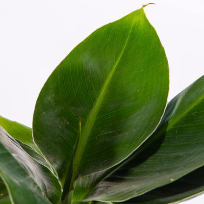 Baby Banana Plant - Musa Acuminata Small Ornamental Indoor Houseplant in 6cm Pot | Mini Plant with Leafy Foliage | for Home and Office | Grow Your Own Baby Plants