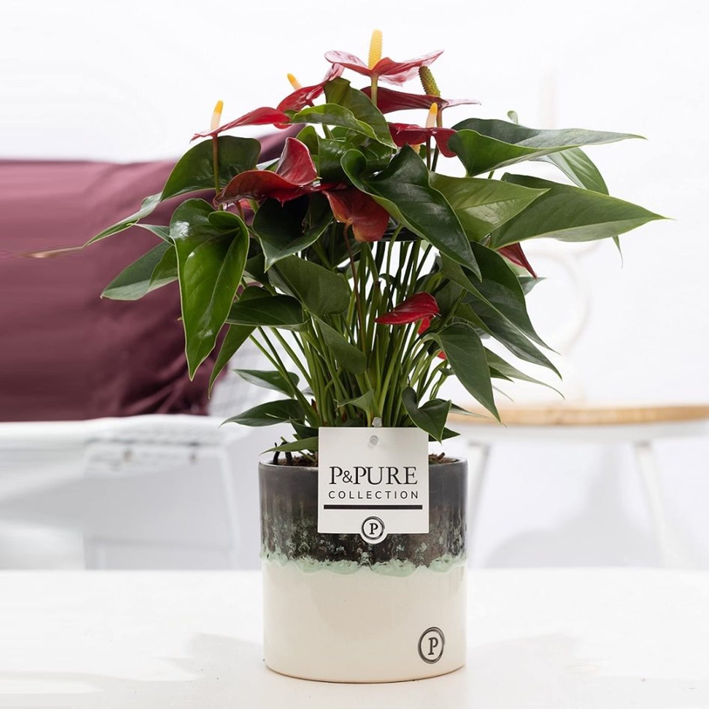 Anthurium Red with Pot, Houseplant Real Indoor Plant for Office, Home, Bedroom, Kitchen and Living Room, Perfect for Clean Air, Delivered Next Day