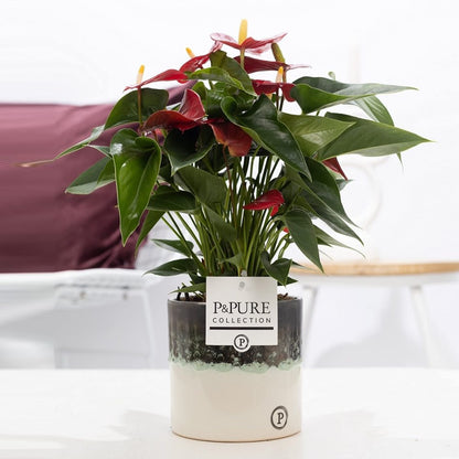 Anthurium Red with Pot, Houseplant Real Indoor Plant for Office, Home, Bedroom, Kitchen and Living Room, Perfect for Clean Air, Delivered Next Day