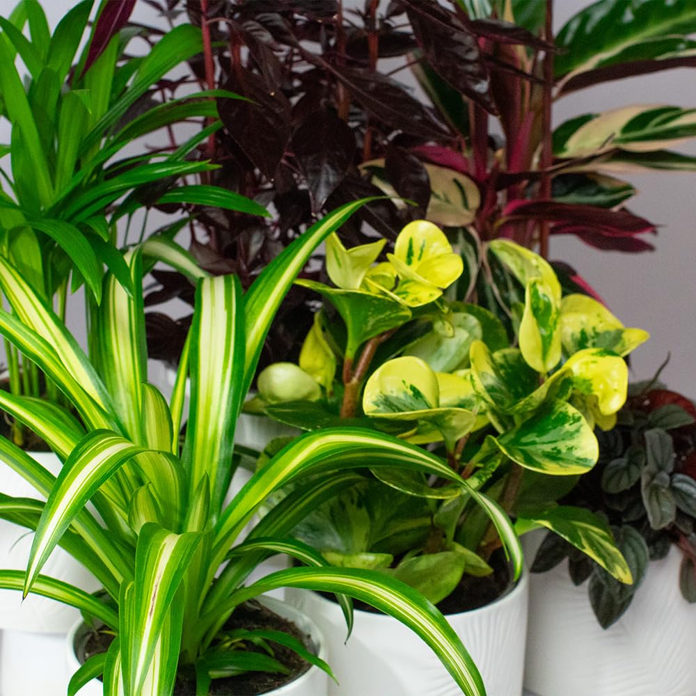 6 x Pet Friendly House Plants – Indoor Plants for Living Room Accessories, Ceramic Indoor Plant Pot When Selected, All Plants Supplied Will be Non Toxic for Domestic Pets