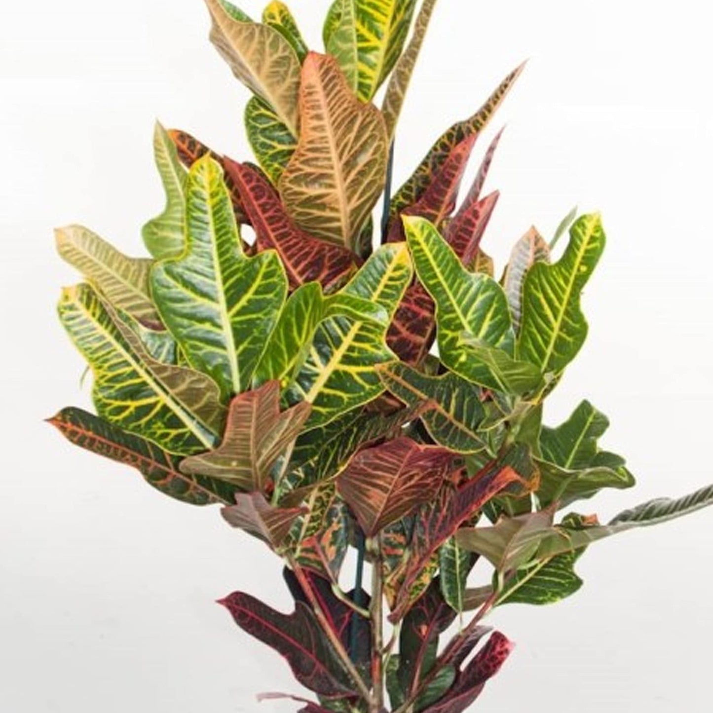 Codiaeum Excellent | 35-45cm Potted Joseph's Coat | Indoor House Plant Gift