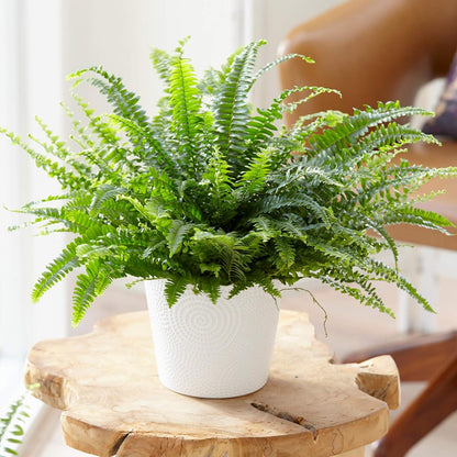 Boston Fern Plant in a 9cm Pot - Perfect Indoor Plant for Beginners - Nephrolepis exaltata (1 Plant)
