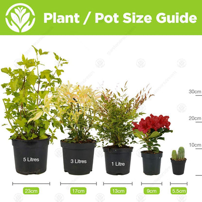 Crassula Ovata - Premium Indoor 'Money Tree' Office Desk Houseplant in 12cm Pot