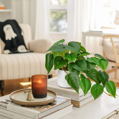 - Hollyone Artificial Plant | Fake Jade Pothos | Decorative Faux Potted Plant -