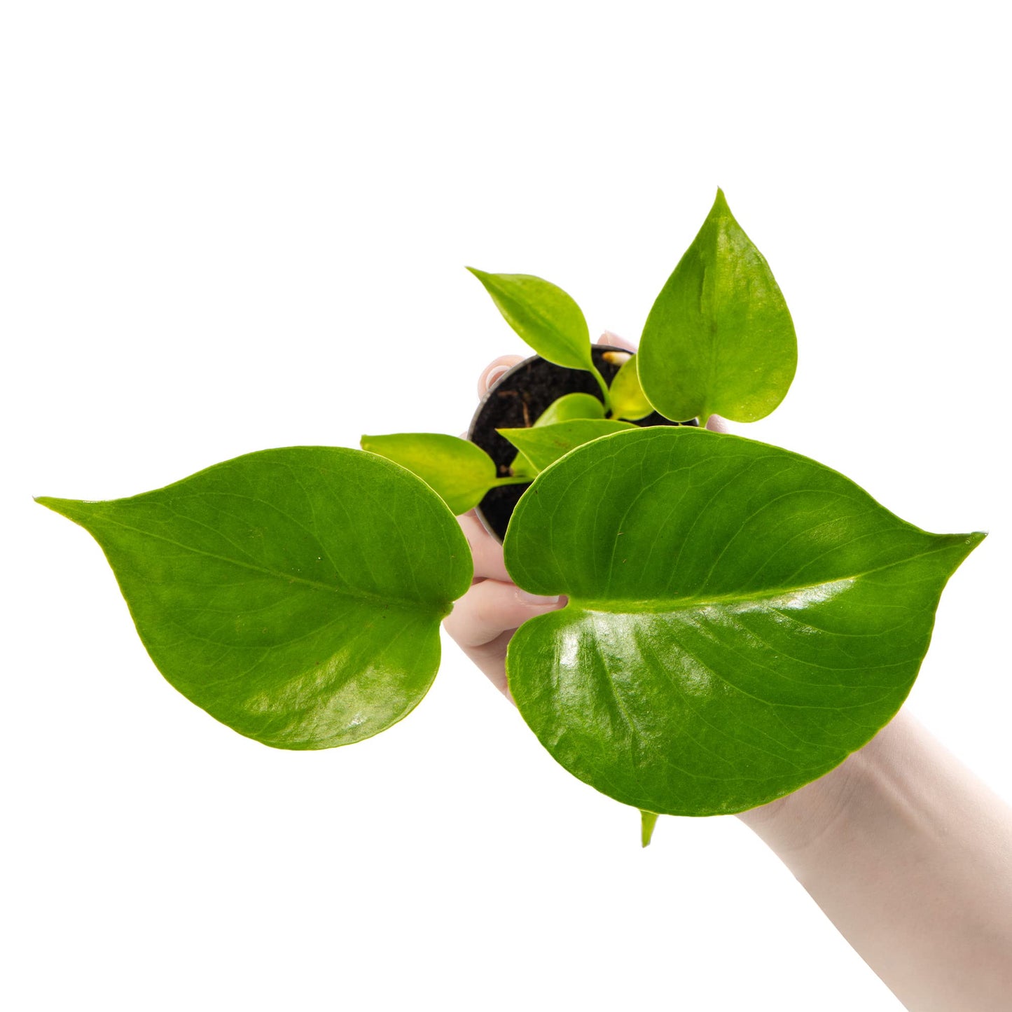 Baby Swiss Cheese Plant Monstera Deliciosa Small Indoor Houseplant in 6cm Pot | Miniature Plant with Heart-Shaped Leaves | for Home and Office | Grow Your Own Baby Plants