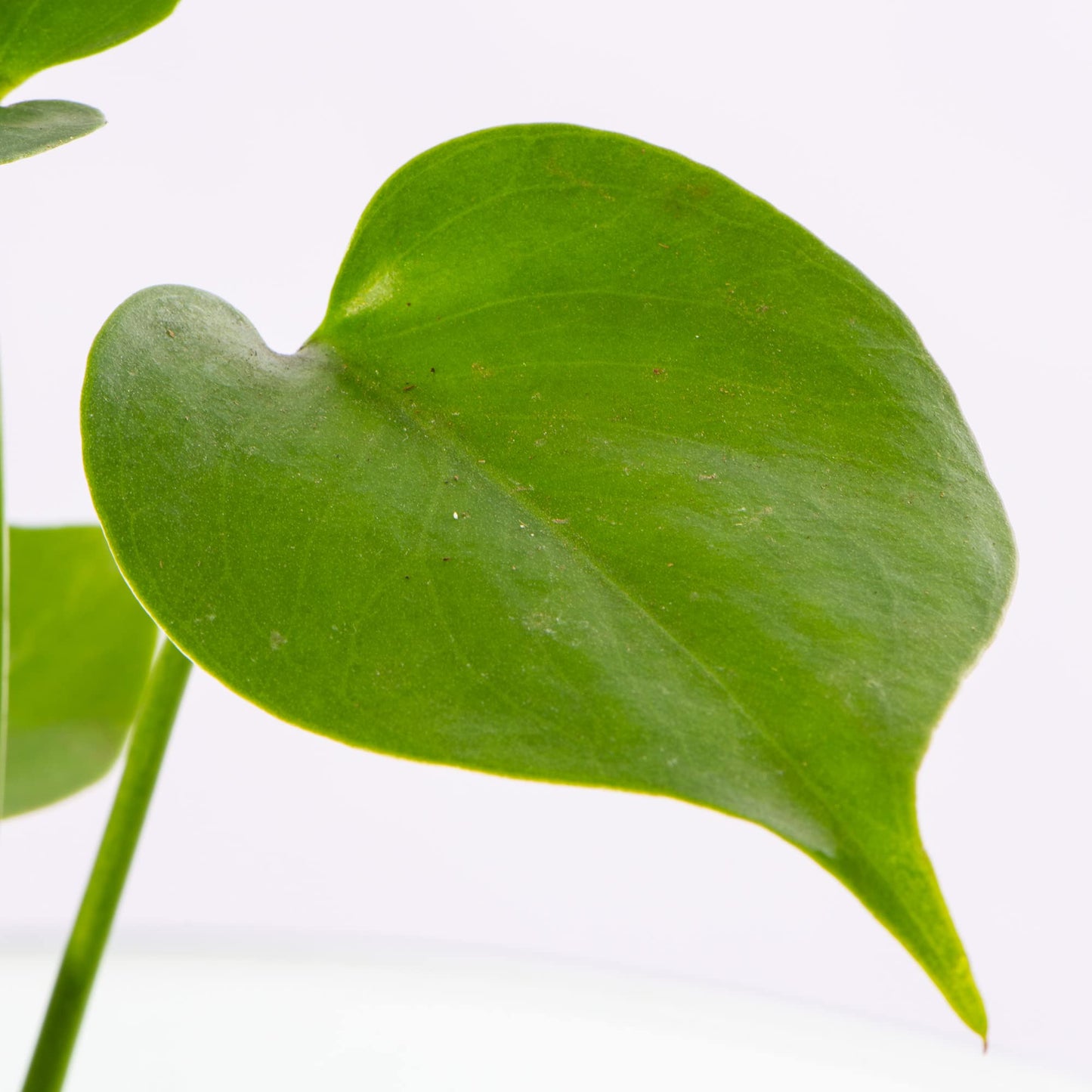 Baby Swiss Cheese Plant Monstera Deliciosa Small Indoor Houseplant in 6cm Pot | Miniature Plant with Heart-Shaped Leaves | for Home and Office | Grow Your Own Baby Plants
