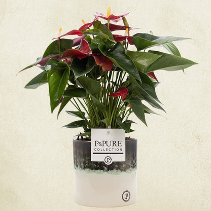 Anthurium Red with Pot, Houseplant Real Indoor Plant for Office, Home, Bedroom, Kitchen and Living Room, Perfect for Clean Air, Delivered Next Day