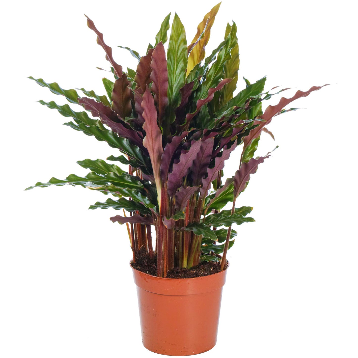 - Lovely 30-40cm Potted Calathea Elgergrass | Air Purifying Indoor Houseplants -