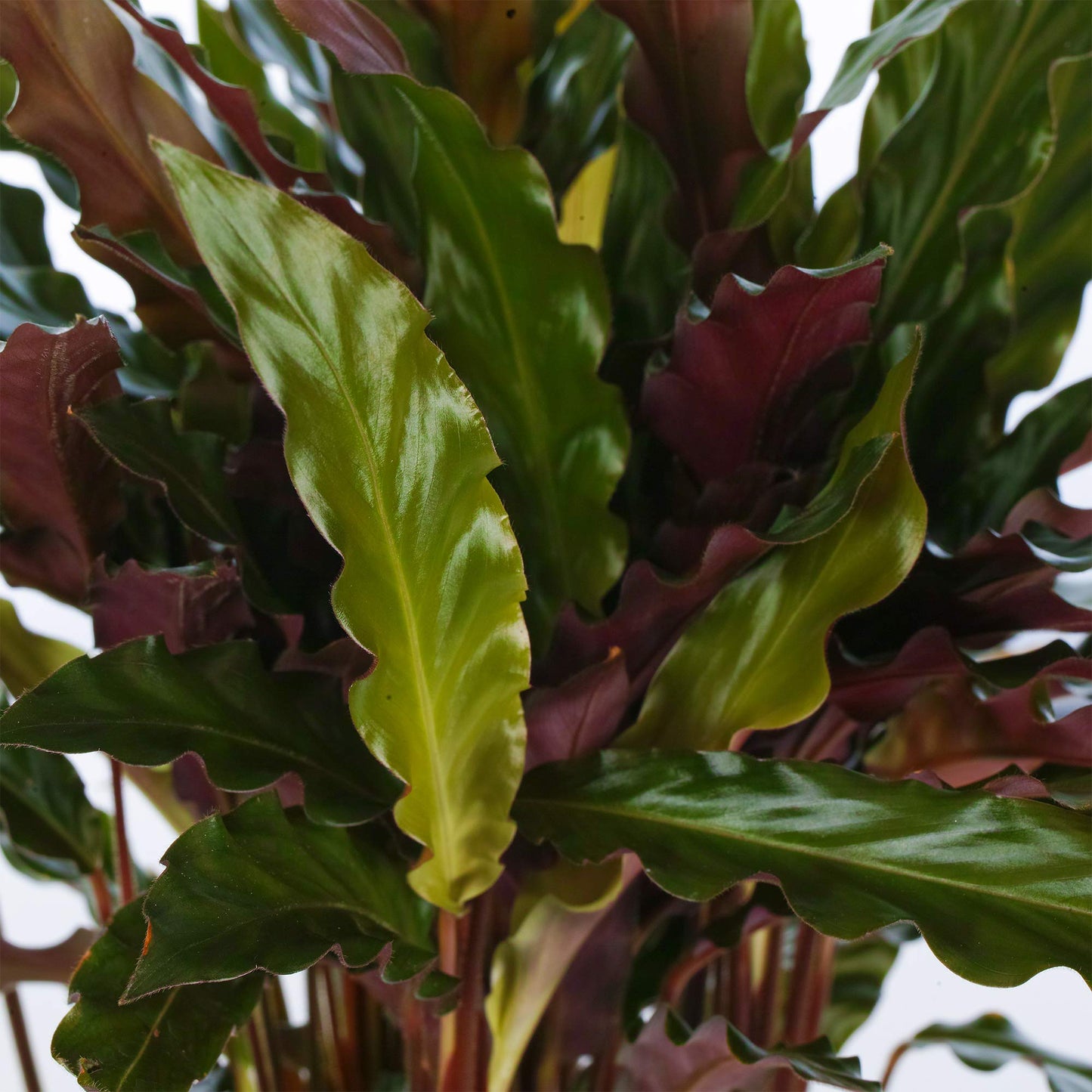 - Lovely 30-40cm Potted Calathea Elgergrass | Air Purifying Indoor Houseplants -