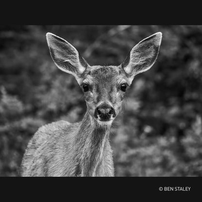 - Panasonic Lumix H-RSA100400E Leica | DG Vario-Elmar 100-400mm Ultra Zoom -