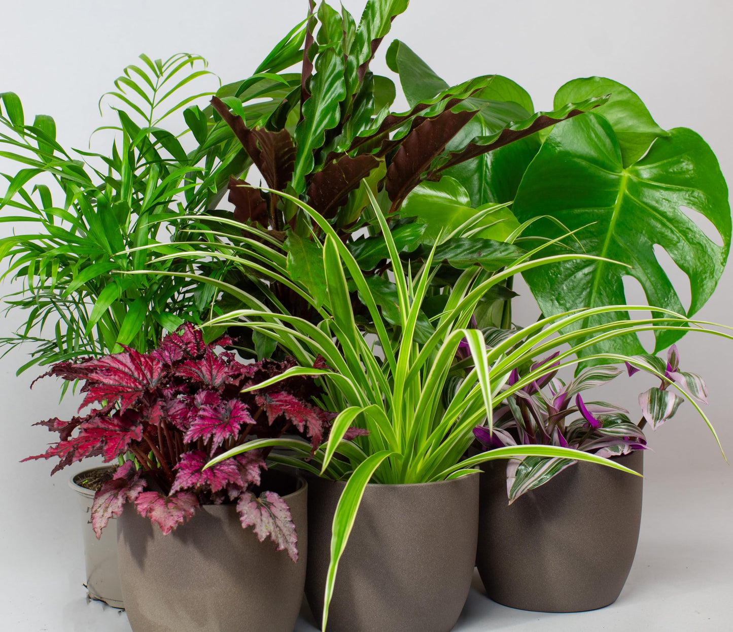 - House Plants Indoor | Mix of 6 Real Indoor Plants in 13cm Pots -