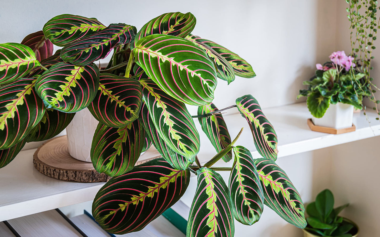 All Occasions, Prayer Plant, Maranta Fascinator, Perfect House, Kitchen and Living Room, Perfect for Clean Air, Delivered Next Day Prime