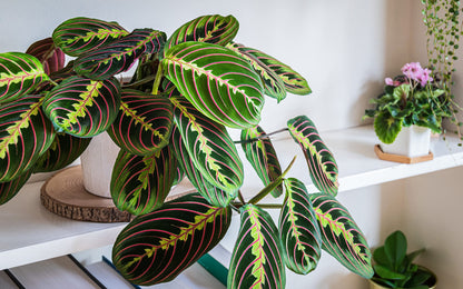 All Occasions, Prayer Plant, Maranta Fascinator, Perfect House, Kitchen and Living Room, Perfect for Clean Air, Delivered Next Day Prime
