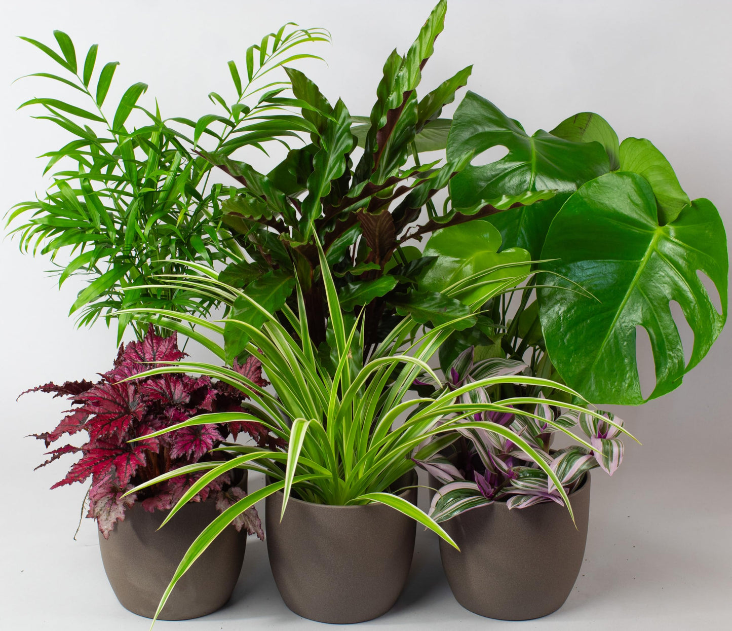- House Plants Indoor | Mix of 6 Real Indoor Plants in 13cm Pots -