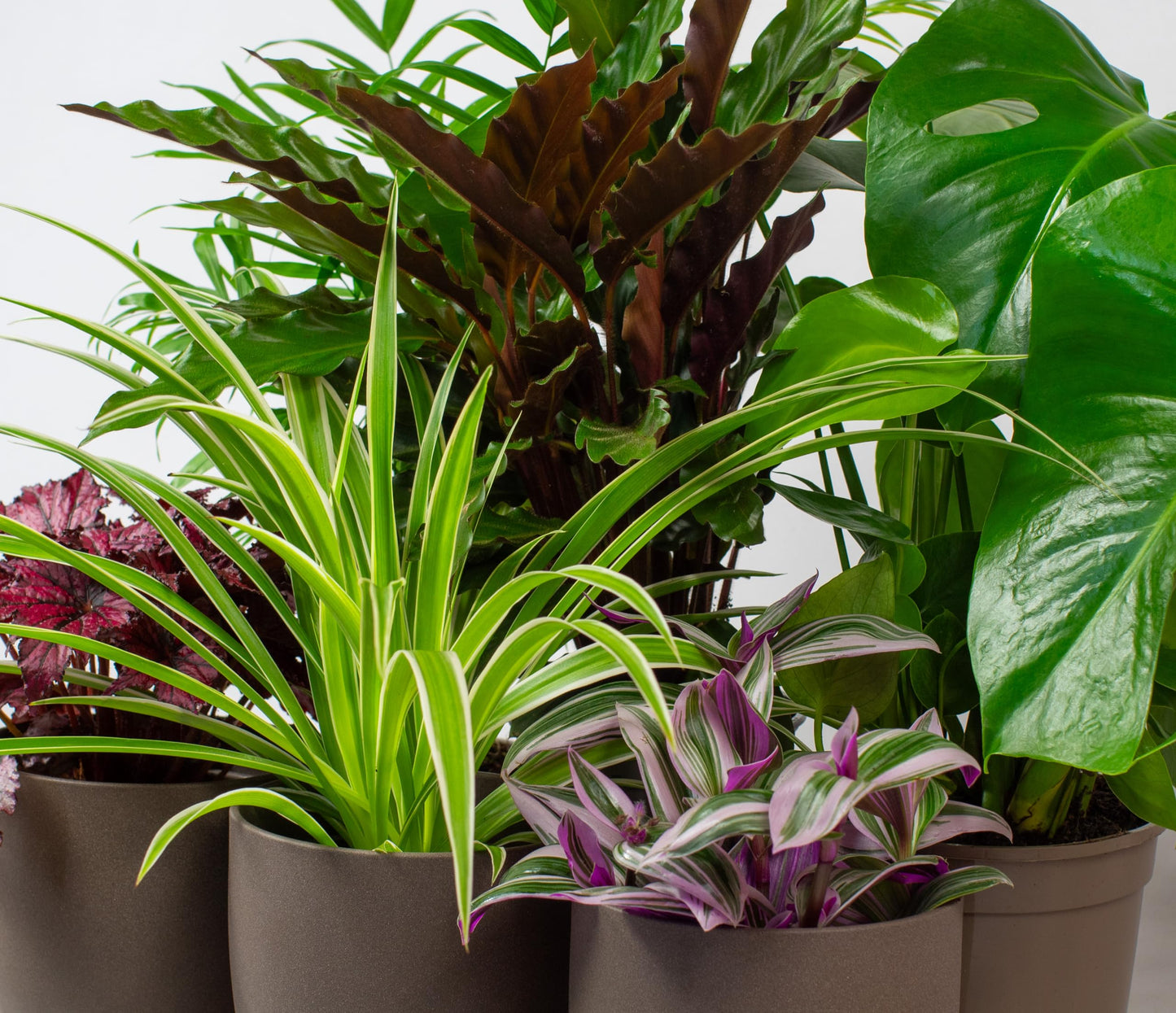 - House Plants Indoor | Mix of 6 Real Indoor Plants in 13cm Pots -