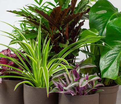 - House Plants Indoor | Mix of 6 Real Indoor Plants in 13cm Pots -